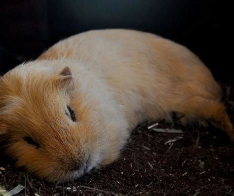 Everything To Know About Guinea Pig Sleeping Habits - More Guinea Pigs