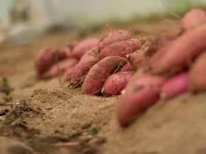 When to Harvest Sweet Potatoes - Planting Guide 2023 - Northern Nester