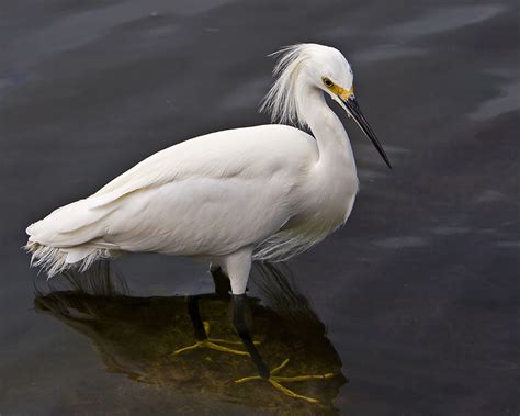 Scott Evers Photography: The Snowy Egret