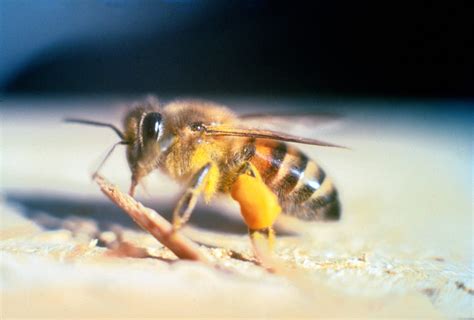 Africanized bee (killer bee): History, Facts, Size, Habitat, Classification & Much More ...