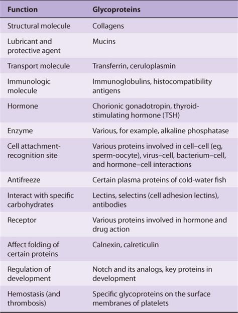 Glycoproteins | Basicmedical Key