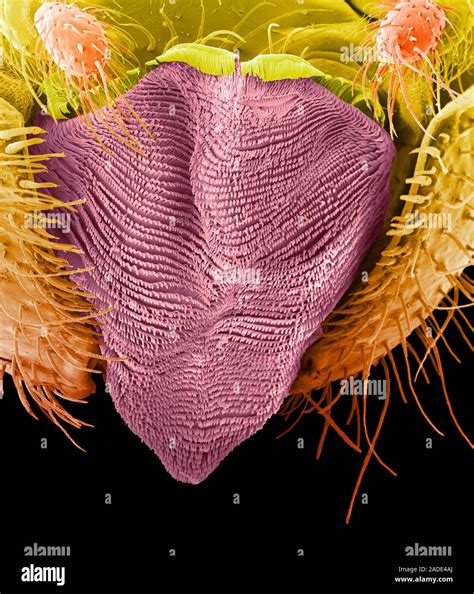 Ant mouth parts.Coloured scanning electron micrograph (SEM) of the mouth parts of a red ant ...