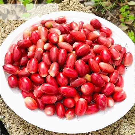 New 10 Pcs Chinese Heirloom Synsepalum Dulcificum Fruit bonsai Red Secret Fruit Like Cherry Very ...