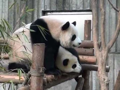 Le centre de reproduction des pandas à Chengdu 2 - YouTube