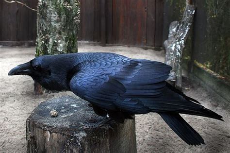 corvus corax | Interesting animals, Amazing animal pictures, Pet birds