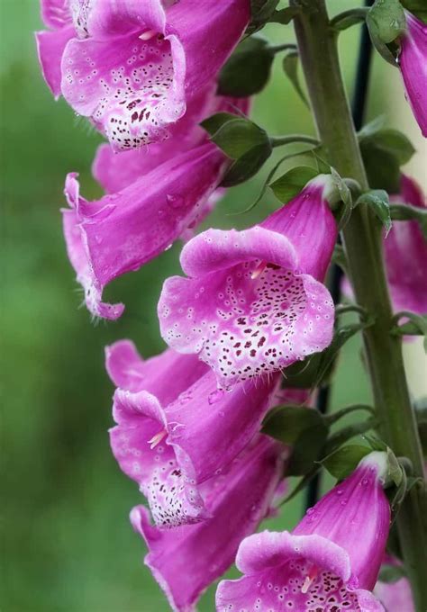 Hummingbird Plants: 25+ Of The Best Flowers That Attract Hummingbirds ...