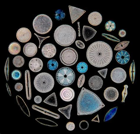 Diatoms - Rs' Science