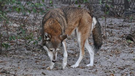 Red wolf | A red wolf (Canis rufus) at Lowry Park Zoo, Tampa… | Flickr