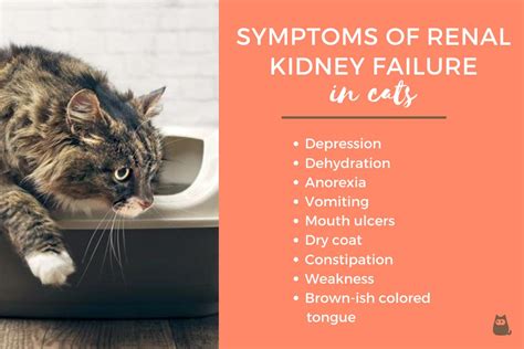 What Are the Symptoms of a Cat With Kidney Failure? - Renal Kidney Failure in Cats