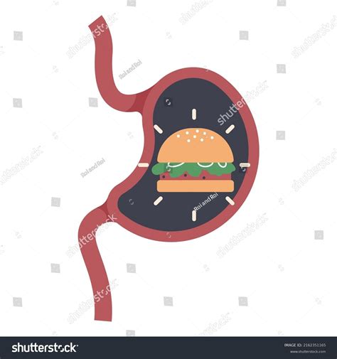 Heaviness Stomach Overeating Vector Cartoon Illustration 库存矢量图（免版税 ...