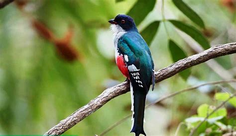 “Cuban Trogon” World’s Most Fascinating Bird- Charismatic Planet