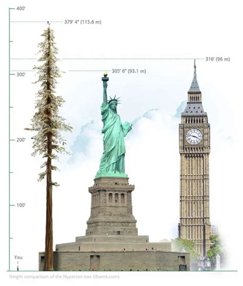 Hyperion: The Tallest Tree in the World - Our Planet