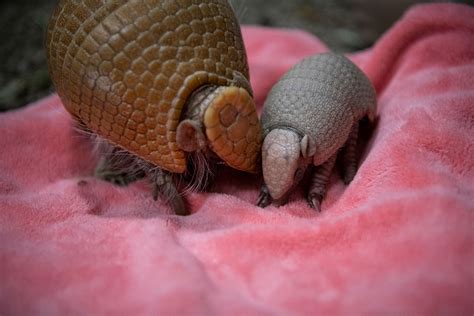 First healthy armadillo pup born at zoo - Point Defiance Zoo & Aquarium