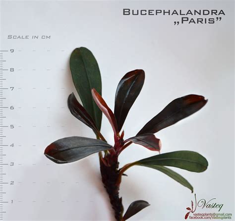 Bucephalandra Plants: Bucephalandra sp. Paris