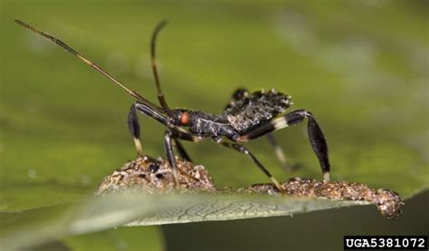 assassin bugs (Reduviidae family), (Hemiptera: Reduviidae) - 5381072