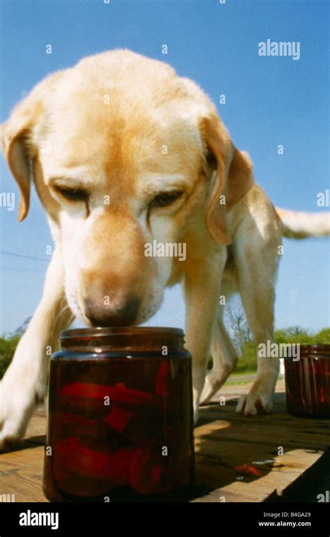 Sniff and Tell a canine dog in training May 1990 Mirrorpix Stock Photo ...