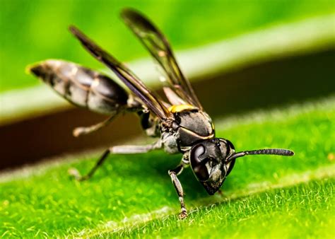 How Wasp Venom Is Being Used To Make New Antibiotics