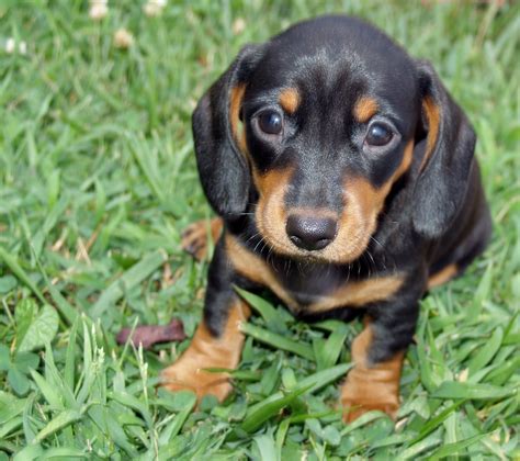 6 week old dachshund puppy care - Samira Coon