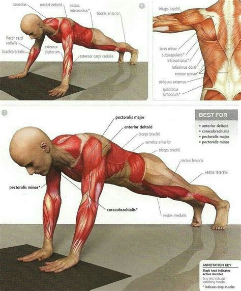 Pin by ธานี สุภัชญา on Muscle fitness | Yoga anatomy, Yoga muscles, Fitness body