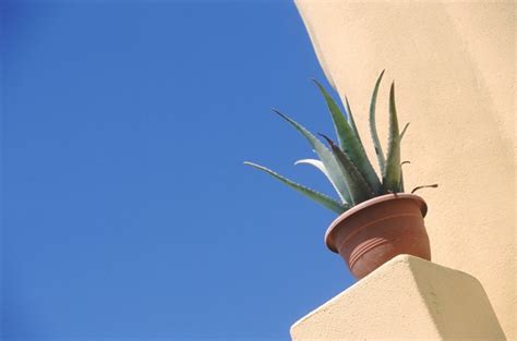 What Is an Aloe Barbadensis Leaf? | Livestrong.com