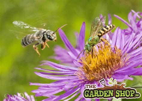 Best Plants for Bees - See Our List of Best Plants to Attract Pollinators