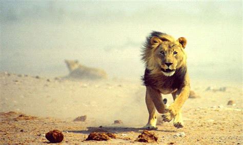 Lion Running GIF - Find & Share on GIPHY