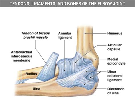 Hinge Joint Elbow