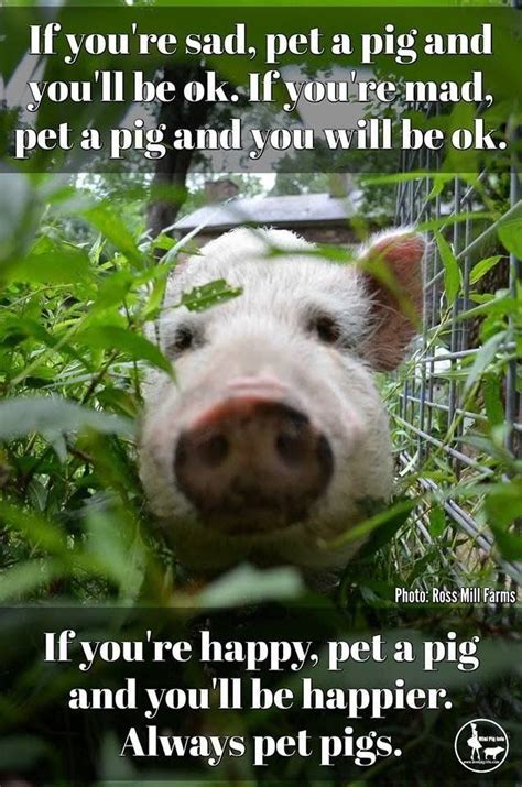 Pin by Kimmie Barringer on piggies in 2020 | Pet pigs, Pig, Pigs quote