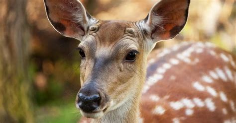 Do Female Deer Have Antlers? (species that do & don't) - World Deer