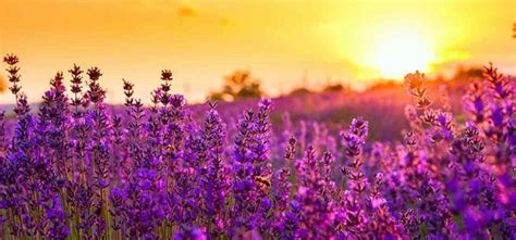 Lavender Field Sunset Wallpapers - Top Free Lavender Field Sunset ...