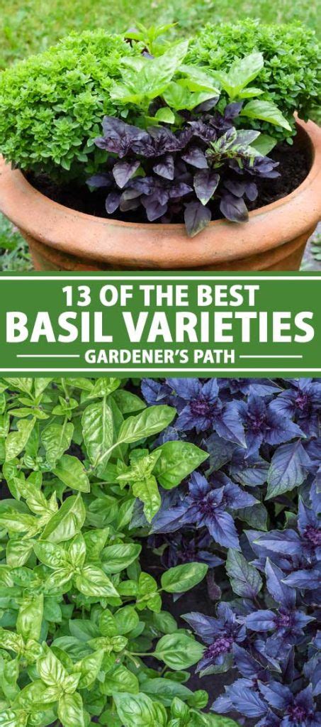 13 of the Best Basil Varieties | Gardener's Path