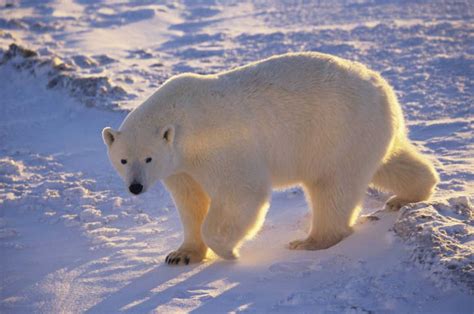 Polar Bear Characteristics, Habitat and More