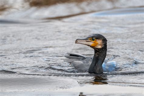 Birds freshwater - GEC.photography