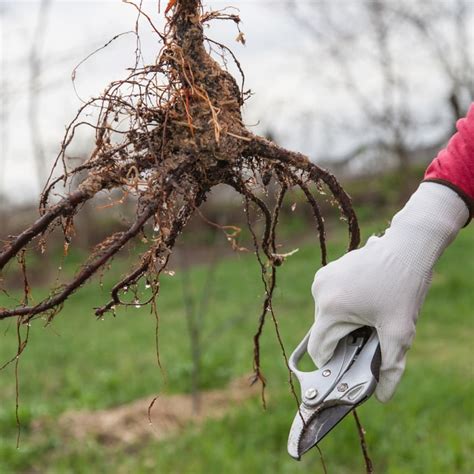 Tips for Transplanting Trees and Shrubs - Caledon Treeland