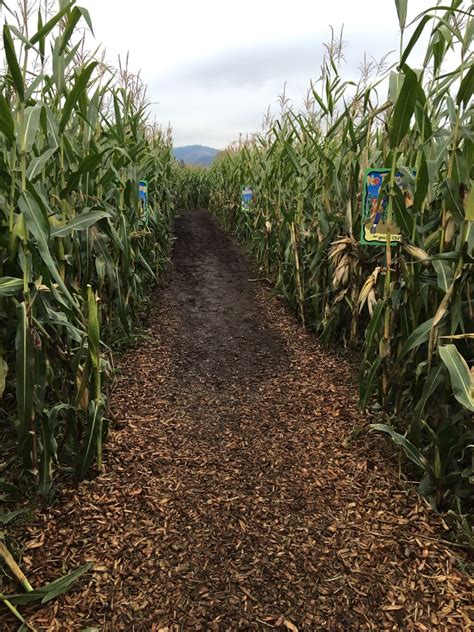 Get Lost! 8 Great Corn Mazes to Visit This Fall