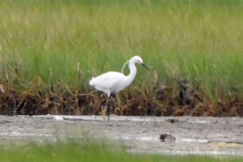 Little Egret - Big Year Birding