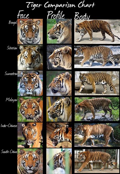 Tiger Subspecies Comparison