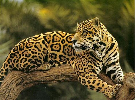 Jaguars in Mexico are Growing in Number, a Promising Sign That ...