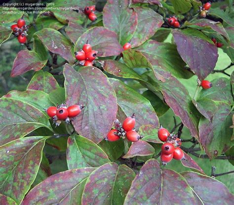 PlantFiles Pictures: Eastern Dogwood, Flowering Dogwood 'Grovflor ...