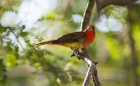 Red Tanager stock image. Image of forest, conservation - 77784109