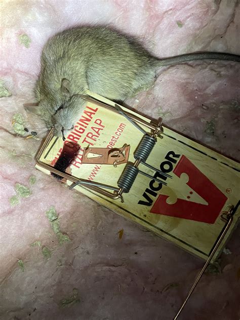 Dead rat — Rapid Rodent Removal