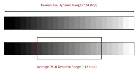 Dynamic Range On Olympus Vs Sony Cameras For Birds In Flight | Home