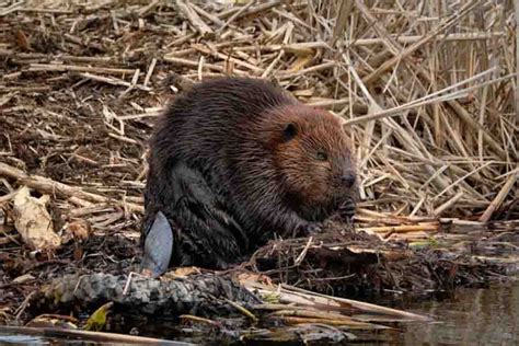 Beaver Habitat: Where Do Beavers Live In The World?