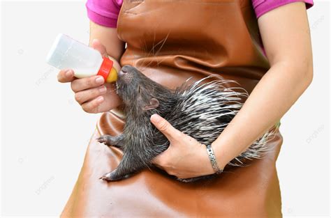 Zookeeper Feeding Baby Porcupine Feeding Spiked Mammal, Hunger, Eating ...