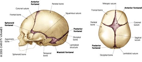 The Abnormal Fontanel | AAFP