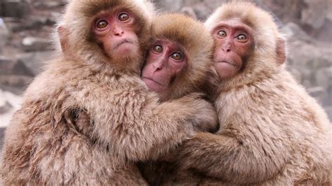 Cute Japanese Macaque Photos - Angelic Hugs