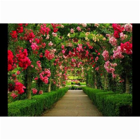 Flowered tunnel | Most beautiful gardens, Beautiful home gardens ...