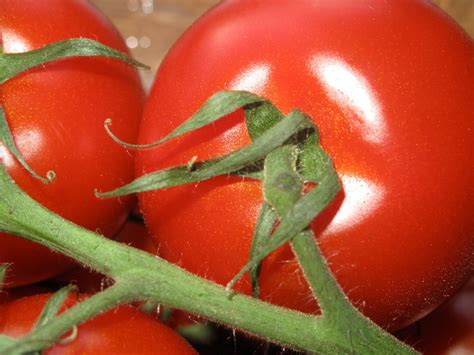 CAMPARI TOMATO, sweet vine tomatoes exotic fruit vegetables plant seed 50 SEEDS - Cacti & Succulents