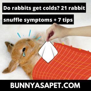 Do Rabbits Get Colds? 21 Rabbit Snuffle Symptoms + 7 Tips – BunnyAsAPet