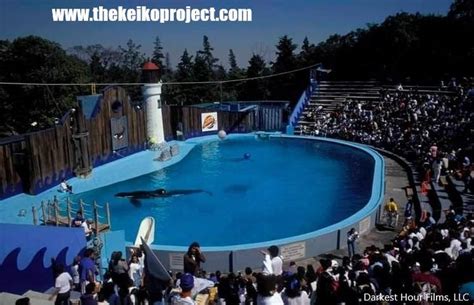 Keiko the killer whale in Mexico The Keiko Project Documentary | Killer ...